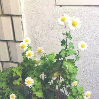 “4天6000万合同”刷屏 不炒股的崔永元犯了一低级错误